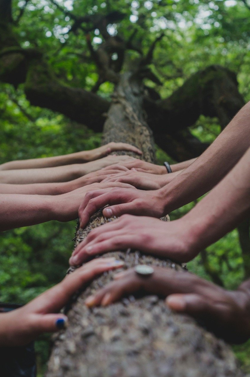 Life After Trauma - Manos unidas en un tronco en la naturaleza